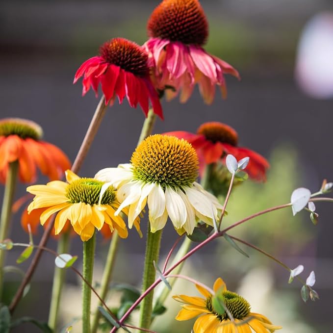 300+ Mixed Color Echinacea Seeds-Perennial Coneflower Seeds-Coneflowers Seed Non-GMO Perennials Plants, Pollinators & Cut Flowers for Garden