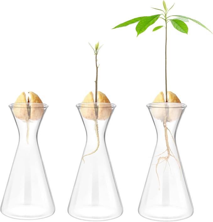 Haoideo Avocado Seed Sprout Starter Vase Planter Pot Glass Avocado Tree Plant Growing Vase Kit Indoor Home Decor Hydroponic Tabletop flower Pot for Plant Lover