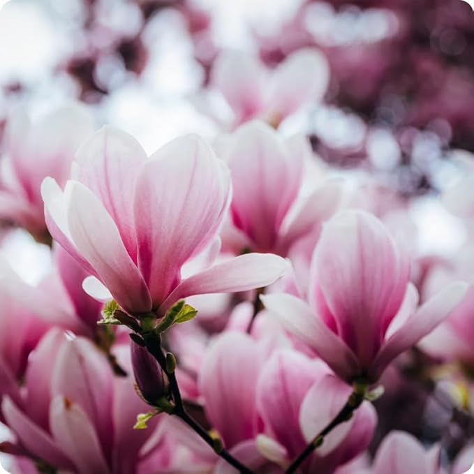 10+ Perennial Mix Magnolia Flower Seeds for Planting Outdoors -Magnolia Trees Plants Seed Ornamental Fragrant Tree Garden,Non-GMO Heirloom for Home Outdoor Garden
