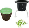 3 Inches Preseeded Herb Seeds Starter Plug for Soil and Hydroponic Applications, Seeds Starting, Growth, Seeds Starter Sponge Pod Replacement for Hydroponic Garden kit (Dill)