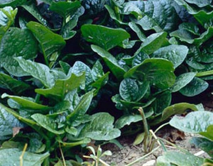Malabar Spinach Green Stem Variety - (50 Seed Pack) Leafy Green Spinach - Non-GMO - Open Pollinated Seeds
