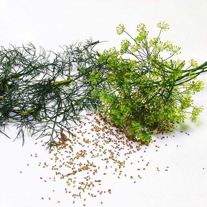 Bouquet Dill Herb Seeds, 1500 Heirloom Seeds Per Packet, (Isla's Garden Seeds), Non GMO Seeds, Botanical Name: Anethum graveolens