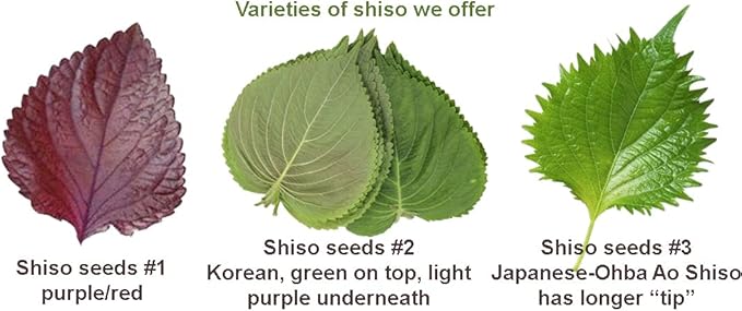 200ct+ Perilla Seeds for Planting/Shiso Seeds for Planting.Heirloom Non GMO Seed for Sprouting,紫苏Vegetable Seed and Hydroponic Seed for Pods(Shiso Herb Seed #1,Purple/Red-1g)