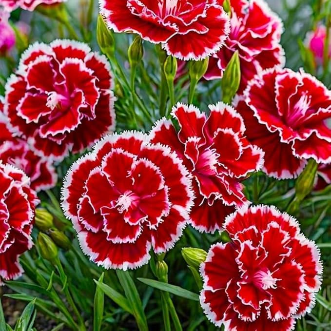 1000pcs Carnation Seeds - Fragrant Clove Pinks, Heirloom Mix with 8 Colors, Long Stem Cut Flowers for Bouquets, Continuous Bloom, Attracts Hummingbirds, Non-GMO