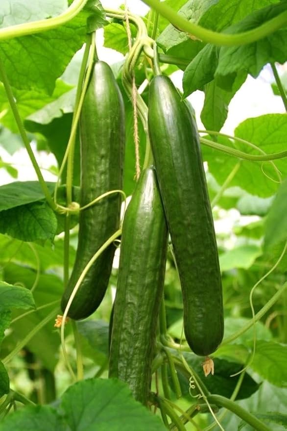 Seeds Cucumber Chinese Wonder Open-Pollinated / 60 Days/Non GMO/Heirloom