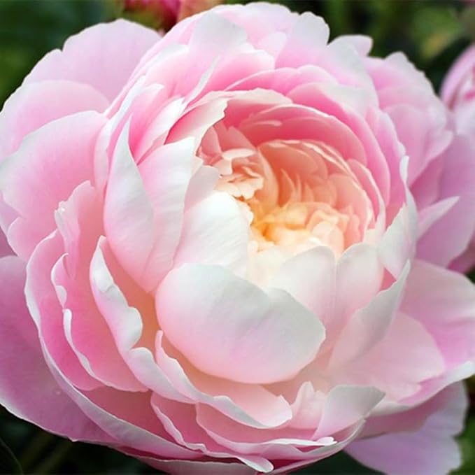 100+ Double Mixed Peonies Seeds for Planting Outdoors,Premium Peony Seeds Non-GMO Heirloom Perennial Flower,Peony Flowers Seed with Ruffled Blooms Garden Home