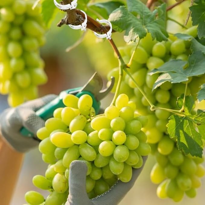 Secured Plastic Plant Clip, Plant Clips for Climbing Plants Clear for Tomato Grape, Plant Fixing Clips,Garden Clips for Climbing Plants,Grape and Vine Vegetables (200, Black)