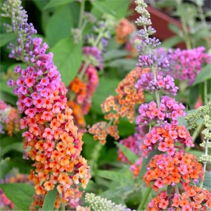 Butterfly Bush Seeds for Planting, 310 PCS – Perennial Buddleja Flower Pollinator-Friendly Shrub Seeds for Outdoor Garden