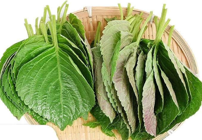 200ct+ Perilla Seeds,Non GMO Seed for Sprouting, Heirloom Vegetable Seed for Planting. Great Hydroponic Seeds for Pods(Egoma/Sesami Herb Seed #2,Perilla Shiso Seed紫苏,Green-1g)