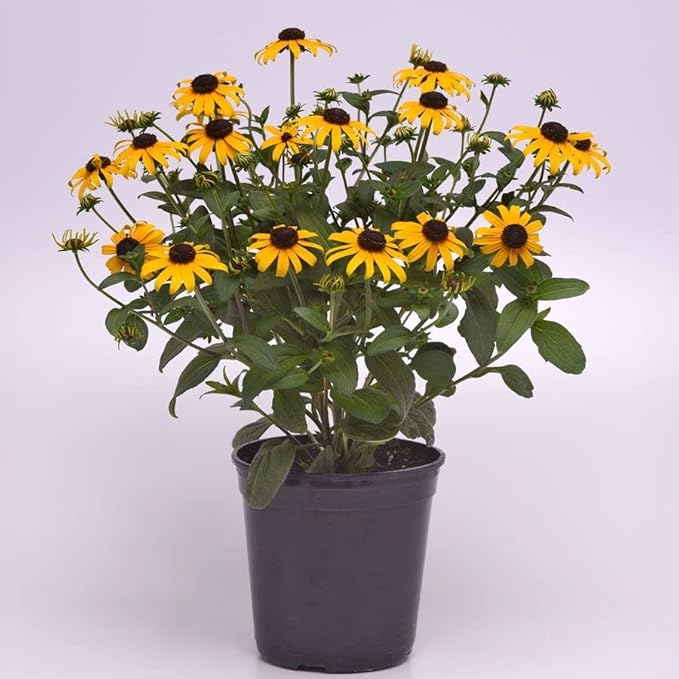 Park Seed Goldblitz Rudbeckia Seeds, Pack of 25 Seeds