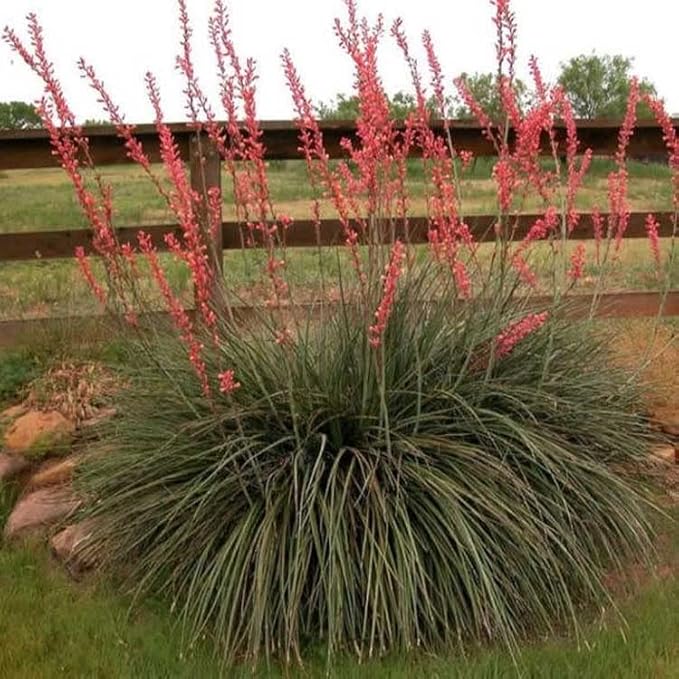 Outsidepride Red Yucca Seeds for Planting - 25 Pcs Drought Tolerant Flower Seeds with Evergreen Foliage & Pollinator-Friendly Flowers, for Xeriscaping, Dry or Sandy Landscapes