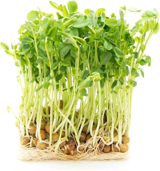 Todd's Seeds Protein Bean Sprouting Seed Mix; Green Pea, Mung Bean, Adzuki, Garbanzo, Non-GMO, Chemical Free, High Germination (1/4 Pound)