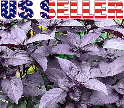 1000 Mixed Herb Seeds Heirloom Non GMO 12 Varieties This is a Mix, Thyme Oregano Sage Tarragon Marjoram Summer Savory Basil Italian Greek Thai Dwarf Ruby Red, Diplotaxis tenuifolia Grown in USA