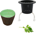 3 Inches Preseeded Herb Seeds Starter Plug for Hydroponic Applications,Seeds Starter Sponge Pod Replacement for Hydroponic Garden kit (Parsley)