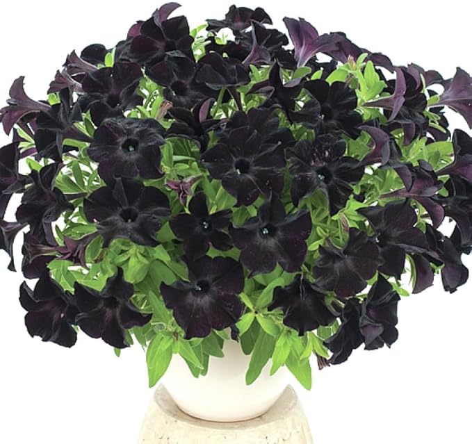 300 Black Petunia Seeds - 𝗡𝗢𝗡-𝗚𝗠𝗢 Heirloom Annual, Fragrant & Pollinator Friendly, Perfect for Garden Beds, Borders, Containers & Hanging Baskets