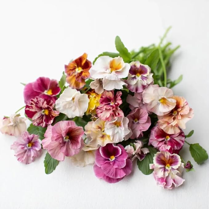 100+ Chianti Mix Pansy Seeds Heirloom Flowers Ground Cover Garden Planting