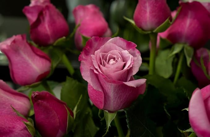100+ Rare Rose Seeds Mixed Colors Flowers Garden Planting