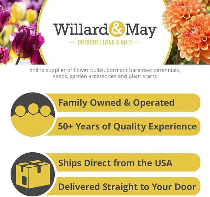 Willard & May South Central All Perennial Wildflower Seed Mix, 500,000+ Flower Seeds, 18 Varieties, Heat and Drought Tolerant, Pollinator Friendly, Plant in Spring or Fall (1 Pound)