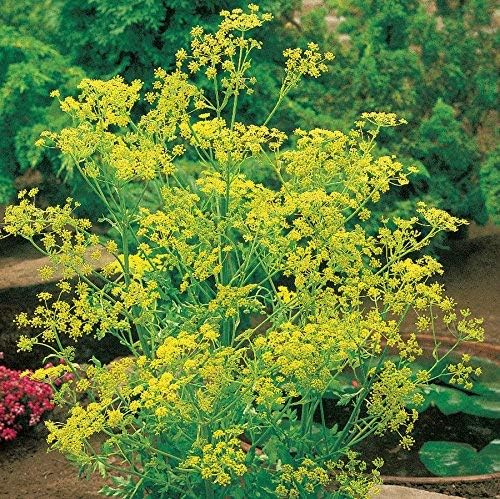 Bouquet Dill Herb Seeds, 1500 Heirloom Seeds Per Packet, (Isla's Garden Seeds), Non GMO Seeds, Botanical Name: Anethum graveolens