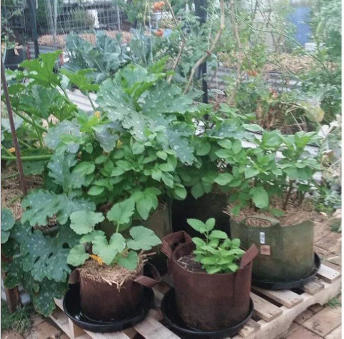 Soft POTS (10 Gallon) Best Fabric Aeration Garden POTS from Maui Mike's. Thicker Fabric and Sewn Handles for Easy Moving. Grow Bigger and Faster Tomatoes,Veggies and Herbs in Soft POTS.