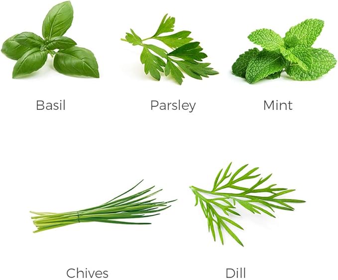 Herb Garden Seeds Collection - 5 Culinary Herb Seeds Pack - Organic Basil, Parsley, Mint, Chives and Dill Seeds, Heirloom Non-GMO Seeds for Planting