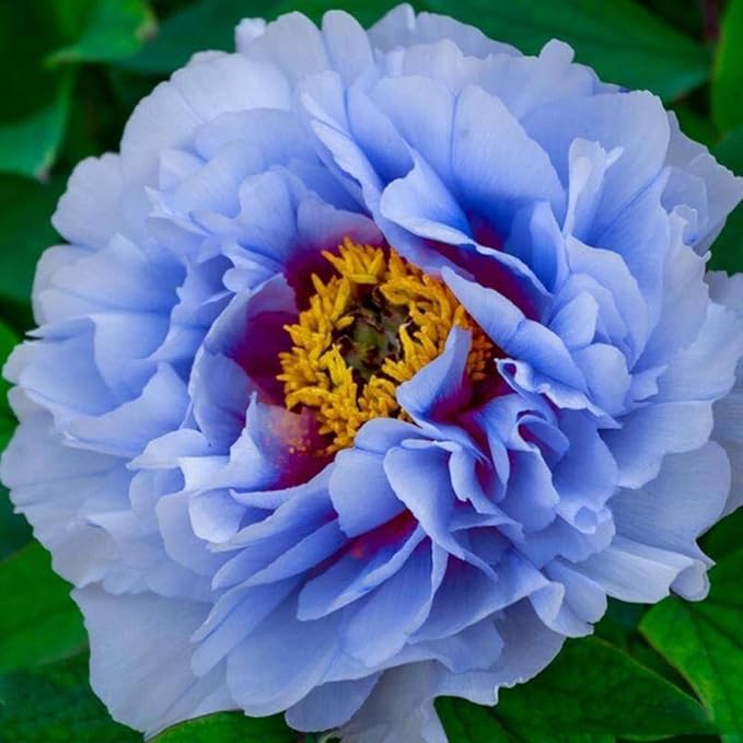 100+ Double Mixed Peonies Seeds for Planting Outdoors,Premium Peony Seeds Non-GMO Heirloom Perennial Flower,Peony Flowers Seed with Ruffled Blooms Garden Home