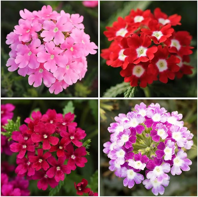 300+ Perennial Verbena Flower Seeds for Planting Outdoors -Verbena Flower Garden Seeds Non-GMO Heirloom