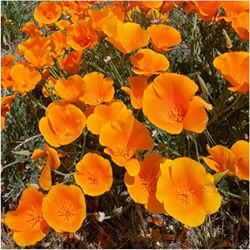 Seed Needs Deer Resistant Wildflower Seed Mix | 2 Ounce 30,000+ Seeds 22 Annual Perennial Species Open Pollinated | Bulk Seeds Mixed Color Blooms Annual Perennial Flowering Seed