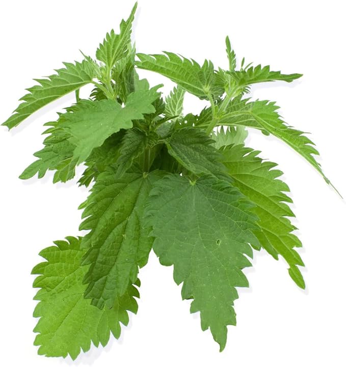Shiso Seeds, Pack of 1500+ Perilla Seeds for Planting