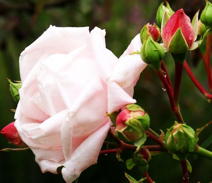 100+ Mix Color Climbing Rose Seeds for Outdoor Planting Vibrant Bush Perennial Shrub Ornamental Flowers for Garden Decoration