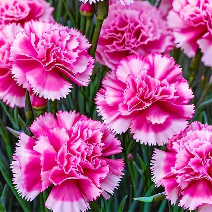 1000pcs Carnation Seeds - Fragrant Clove Pinks, Heirloom Mix with 8 Colors, Long Stem Cut Flowers for Bouquets, Continuous Bloom, Attracts Hummingbirds, Non-GMO