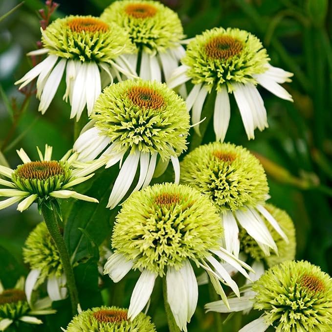 300+ Double Echinacea Seeds, Heirloom Coneflower Seeds, Non-GMO Perennial Flowers, Butterfly Garden Plants