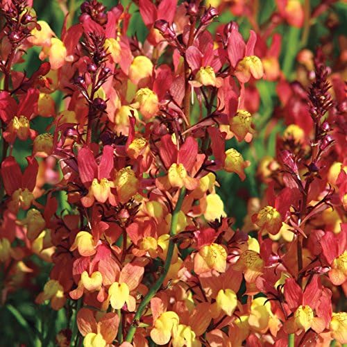 Park Seed Snap Dragon Flower Plant Seeds – Licilia Peach False Snapdragon with Coral-Pink and Yellow Blooms, Compact Pollinator-Friendly Annual for Borders or Containers, Fast Growing, Pack of 100