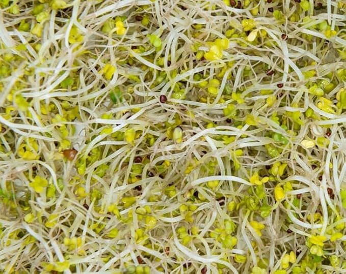 Food to Live Broccoli Seeds for Sprouting, 5 Pounds – Vegan, Kosher, Sirtfood, Bulk. Rich in Sulforaphane, Vitamin C, Vitamin A. Great for Growing Sprouts, Microgreens. High Germination Rate