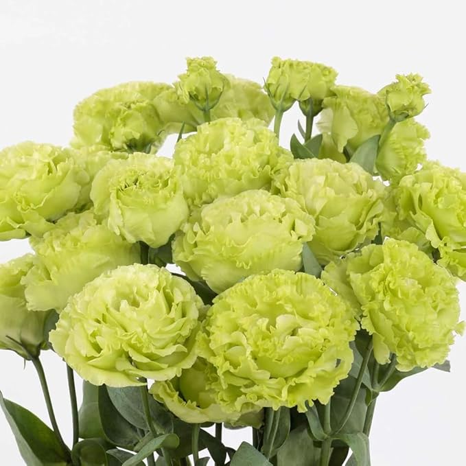300+ Lisianthus Flower Seeds for Planting-Eustoma Seeds Double Flower Outdoor-Lizzienthus Seed Non-GMO Heirloom Flower Plants Garden Indoor