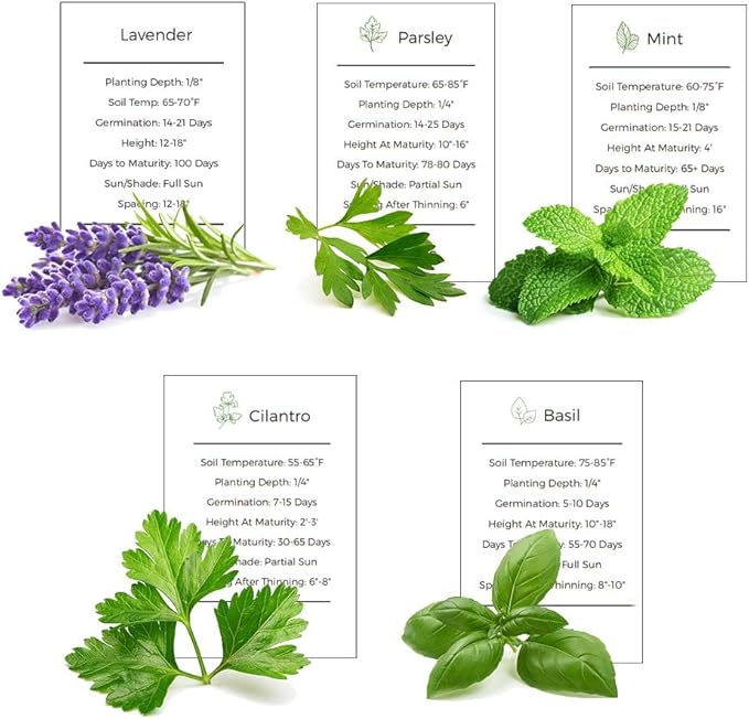 Herb Garden Seeds Collection - 5 Culinary Herb Seeds Pack - Basil, Mint, Parsley, Cilantro and Lavender Seeds, Heirloom Organic Seeds for Planting