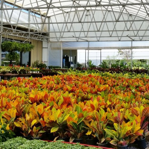 Nelson - Trees, Shrubs, & Evergreens Plant Food for In-Ground, Containers, & Patios, Granular Fertilizer, NutriStar 21-6-8 (25 lb.)