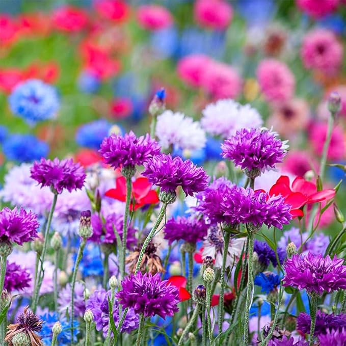3200+ Mix Cornflower Seeds for Planting-Non-GMO Heirloom Plant Seeds Garden Outdoor