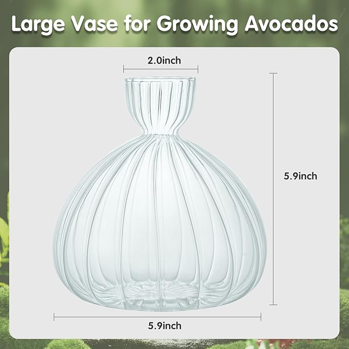 Large Avocado Vase Grow Glass Bulb Vases Striped Acorn Seed Starter Vase Avocados Pit Planter Pot for Gardening Lover Indoor Hydroponics