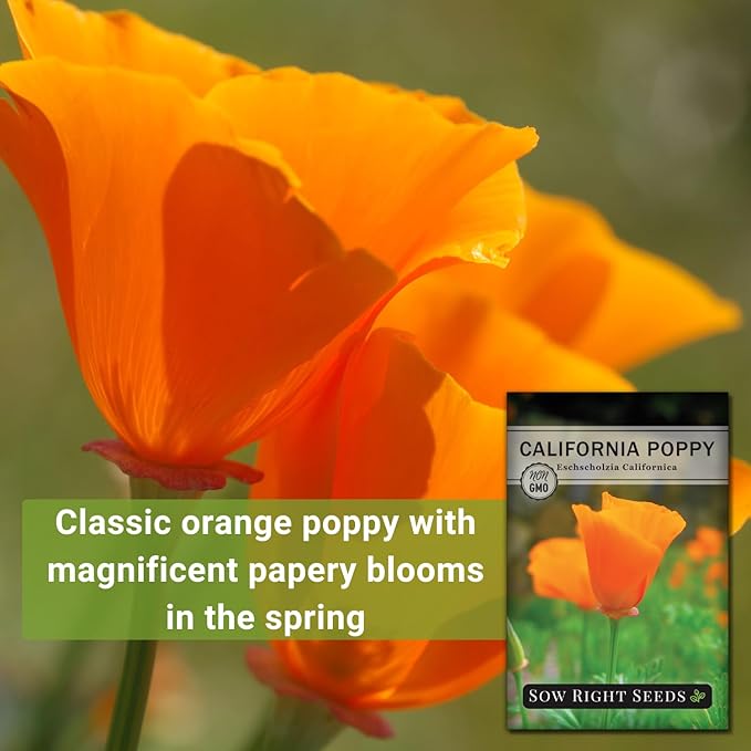 Sow Right Seeds - California Poppy Seeds for Planting - Non-GMO Heirloom Seed Packet with Instructions to Grow a Beautiful Flower Garden - Papery Orange Blooms for Outdoors - Self Sowing Perennial (3)