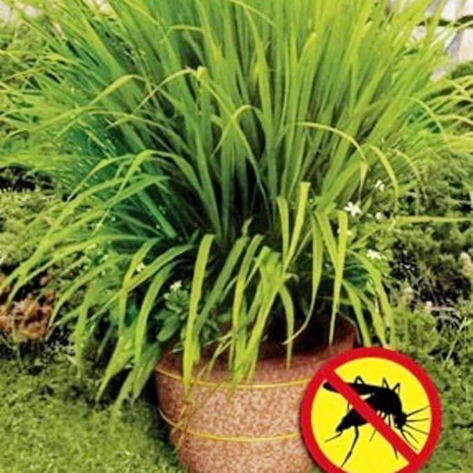 Lemon Grass Seeds 100 Seeds Cochin Malabar Grass Non-GMO Heirloom Culinary Herb for Planting Garden Outdoor Easy to Grow