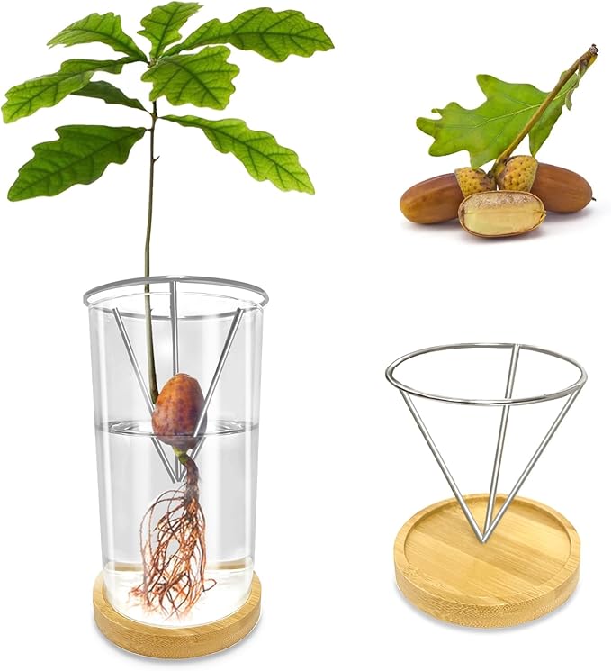 Glass Acorn Sprouting Seed Starter Vase - Acorns Tree Growing Kit with Base, Hydroponics Terrariums Pot Deco Indoor Unusual Gift for Gardening Lovers (Not Included Acorn