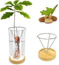 Glass Acorn Sprouting Seed Starter Vase - Acorns Tree Growing Kit with Base, Hydroponics Terrariums Pot Deco Indoor Unusual Gift for Gardening Lovers (Not Included Acorn