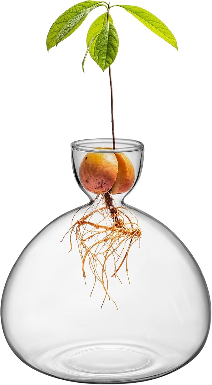 Large Avocado Vase Grow Glass Bulb Vases Acorn Seed Starter Vase Avocados Pit Planter Pot for Gardening Lover Indoor Hydroponics