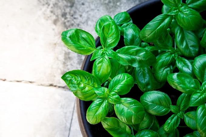 Genovese Sweet Basil Seeds for Planting (Ocimum basilicum) – 500+ Heirloom Non-GMO Herb Seeds by Isla’s Garden Seeds, Classic Italian Basil for Culinary Use, Fragrant & Fast-Growing, Gardening Gift