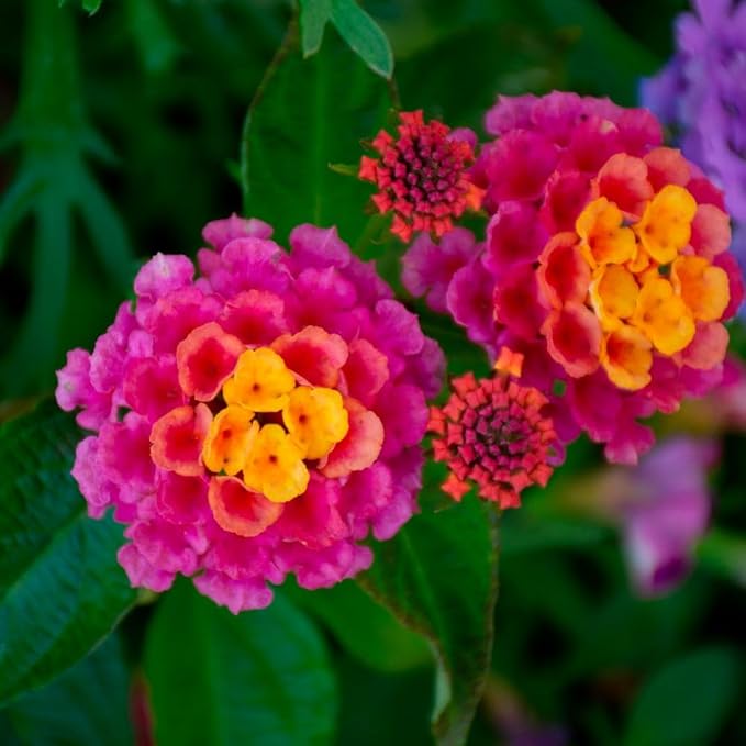 310+ USA PERMIUM Perennial Mix Lantana Camara Flowers Seeds for Planting Outdoors-Non GMO Heirloom Fragrant Garden Flowers Open Pollinated