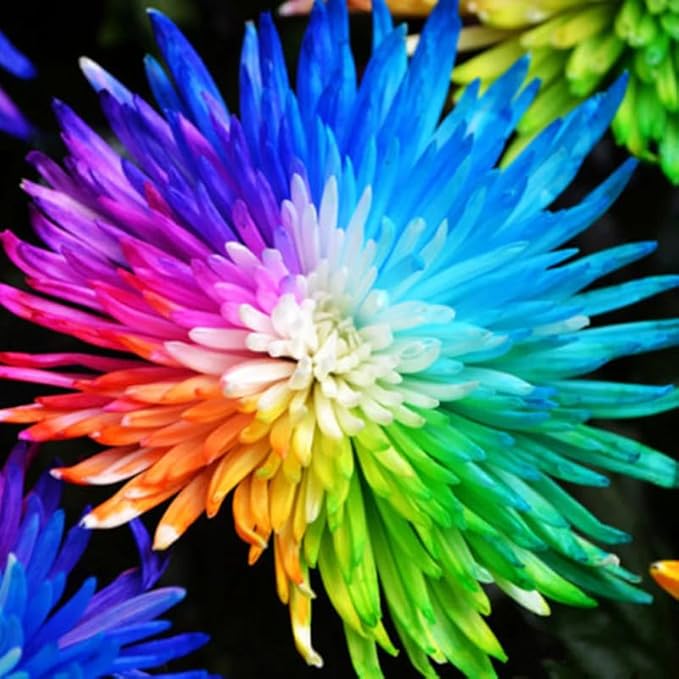 100+Rainbow Chrysanthemum Seeds for Planting Outdoors -Perennial Ornamental Flowering Planting Garden and Pots