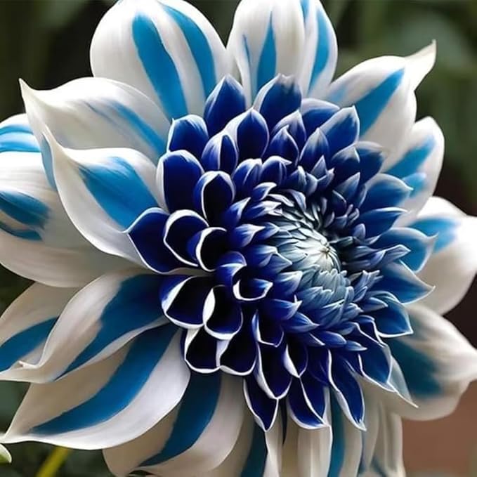 100+ Labyrinth Dahlia Seeds for Planting - Exotic Labyrinth Dahlias Seeds Flower Non-GMO Heirloom Garden for Indoor Outdoor