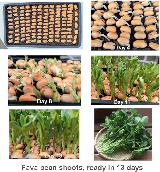 For 2026-Sow in Fall/Spring. HipGirl 22-26ct Fava Bean Seeds for Planting Vegetables and Fruits,Cover Crop-Chinese Broard Bean Seed (蚕豆).Non GMO Garden Seeds for Home Vegetable Garden(40g Veggie Seed)