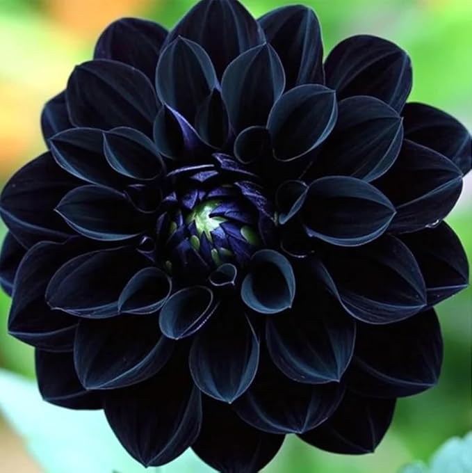 100+ Labyrinth Dahlia Seeds for Planting - Exotic Labyrinth Dahlias Seeds Flower Non-GMO Heirloom Garden for Indoor Outdoor